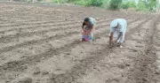 Vidarbha cotton farmers upbeat as monsoon rains spur sowing hopes