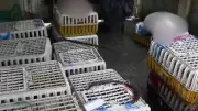 Vietnam Police Bust Cat Theft Ring, Reunite 40+ Pets with Owners
