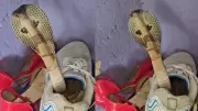 Viral Video Shows Snake Hiding Inside Shoe, Internet Shocked