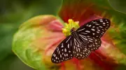 Wanderlust on Wings: Milkweed Butterflies' Spectacular Migration Over Bengaluru