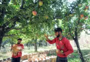 Weather-based crop insurance scheme for J&K farmers likely in 2-3 months
