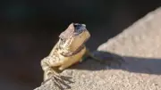 Why Lizards Do Push-Ups: Decoding Their Secret Communication Signals