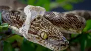 Why Snakes Shed Their Skin: The Fascinating Process of Ecdysis Explained