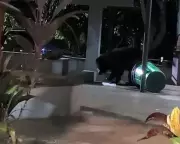 Wild Bear Alert Issued by TTD on Tirumala Ghat Road After Sighting