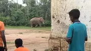 Wild Elephant Enters School in Hassan, ETF Personnel Chase It Away