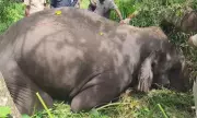 Wild Elephant Found Dead in Mud in Madikeri Hosakote Village