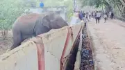 Wild Elephant Herd Demolishes School Hostel Wall in Chhattisgarh, Crowds Ignore Danger