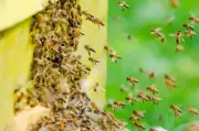 Woman dies, son-in-law injured in honeybee attack in Chhattisgarh forest