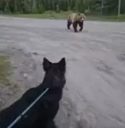 Woman, Dog Escape Grizzly Bear Attack on Alberta Hiking Trail