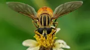 Worker Bees Build Royal Palace for Honeybee Queen