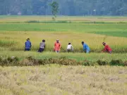 World Bank: South Asia Can Create Millions of Jobs via Agriculture