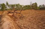 World Environment Day: Forest Dept Awaits Return of Hundreds of Acres of Land