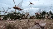 World's 10 Most Terrifying Swarms: From Locusts to Fire Ants