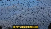 World's Biggest Mammal Migration: 10 Million Bats Darken Zambia's Skies