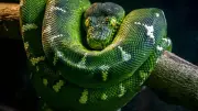 World's Biggest Snake: Green Anaconda Kills Prey in Seconds Without Venom