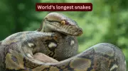 World's Longest Snakes: Top Species and Best Places to Spot Them