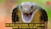 World's Most Dangerous Snakes: Venom, Speed, and Size That Kill