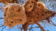World's Weirdest Bird Nests: From Giant Communal Homes to Sewn Leaf Cradles