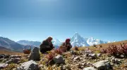 Yarsa Gumba: The Himalayan fungus worth more than gold and why it's vanishing