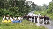 Yoga Day 2026: Elephants Join Forest Staff in Jaldapara Yoga Session