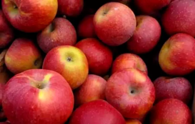 Spiti Seabuckthorn, Kinnauri Apple Among 8 Himachal Products Awarded GI Tag