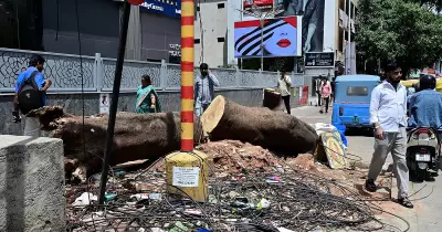 278 Trees to Be Relocated, 65 Cut for B'luru-Mysuru Flyover