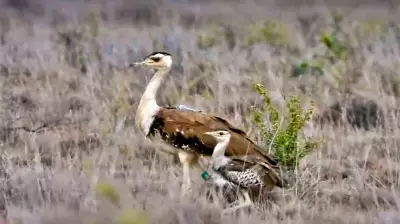 2nd Great Indian Bustard chick survives critical stage via 'jump start' method in Gujarat