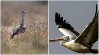 51% of migratory bird species declining globally: Study