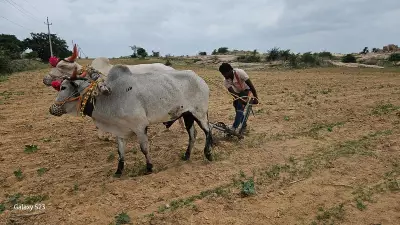 Alternative Crops Key as Rain Plays Hide and Seek in Karnataka's Raichur