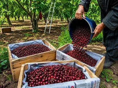 APEDA facilitates first export of J&K Areko cherries, Scentrose plums to UAE