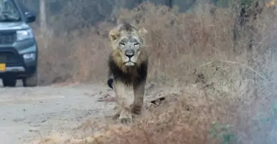 Asiatic lion conflicts spark population control debate in Gujarat