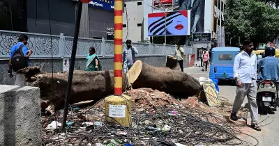 Bengaluru loses 19,268 trees in three years: development, private actions