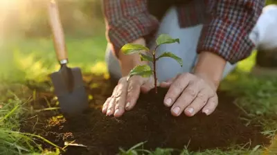 Bengaluru RWAs to Get Priority in Tree Plantation Initiatives