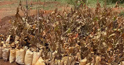 Bengaluru Saplings Wither Days After World Record Plantation Drive