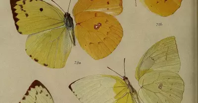 BNHS: 140 Years of India's Wildlife Conservation and Documentation
