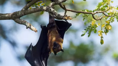 Canadian boy dies of rabies after bat found on his face while sleeping