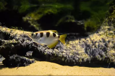 CMFRI Discovers New Deep-Sea Fish Species Cyttopsis indica in Arabian Sea