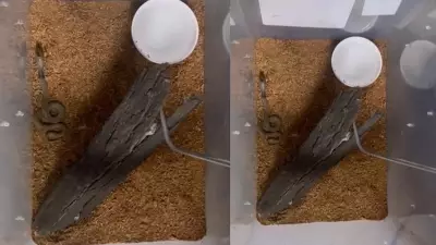 Delhi Zoo Hatches Three Cobras via Artificial Incubation After 15 Years
