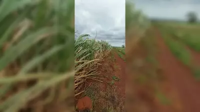 Dry Spell Threatens Kharif Crop Production in Kalyana Karnataka Region