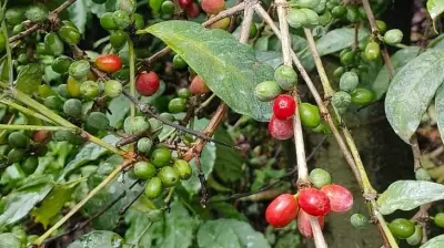 Early Ripening of Coffee Cherries Alarms Chikkamagaluru Growers