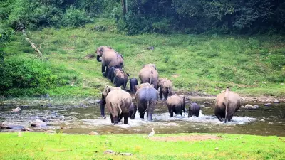 Environmentalists petition Congress against Kerala MPs' anti-wildlife stand