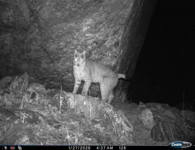 Eurasian Lynx Photographed for First Time in Sikkim's Tso Lhamo Plateau