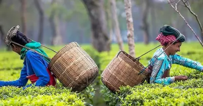 India's first commercial matcha tea produced in Assam with Japanese collaboration