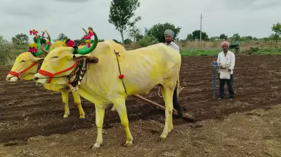 Karnataka Sowing Plunges as Rains Remain Elusive for Farmers