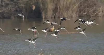 Kataria Directs Steps to Boost Migratory Bird Habitat at Sukhna Wetland