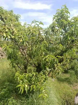 Ladakh Ideal for Off-Season High-Quality Peach Cultivation: DRDO Study