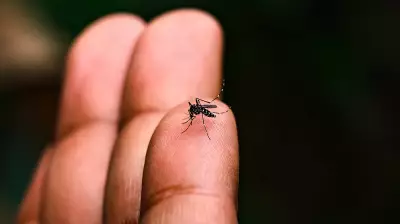 Made-in-India dengue treatment to begin human trials abroad in 2027