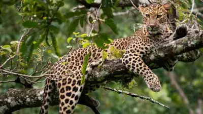 Masinagudi Shuts Down Over Mudumalai Tiger Reserve Vehicle Ban