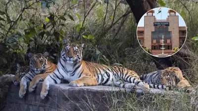 MP High Court Seeks Report on Tiger Deaths, Canine Distemper Virus