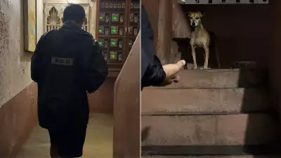 Mumbai Rains: Man Rescues Hungry Stray Dog Hiding in Flooded Building, Video Melts Hearts